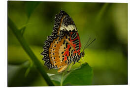 Quadro em plexi-alumínio Leopard Lacewing