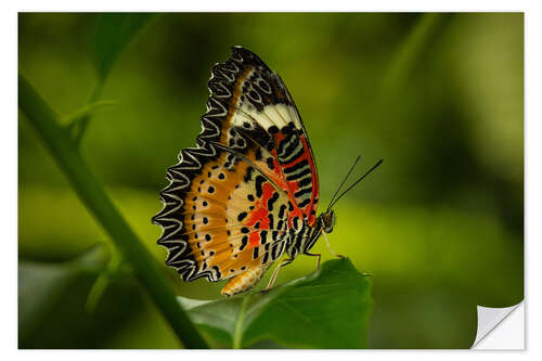 Självhäftande poster Leopard Lacewing