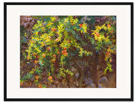 Gerahmter Kunstdruck Granatäpfel