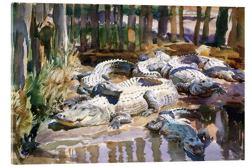Acrylic print Muddy Alligators