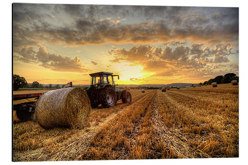 Aluminium print Harvested Cornfield Sunset