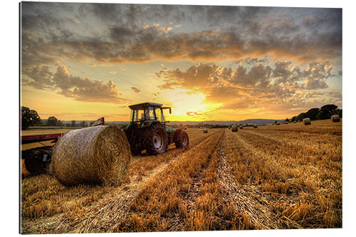 Gallery print Harvested Cornfield Sunset