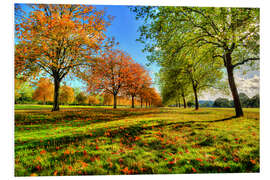 Foam board print Autumn Trees Windsor