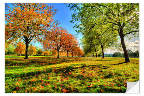 Selvklæbende plakat Autumn Trees Windsor