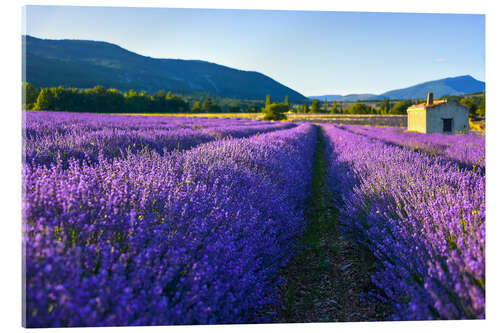 Acrylic print Lavender field with hut