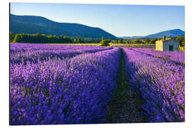 Cuadro de aluminio Lavender field with hut