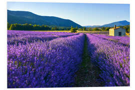 Foam board print Lavender field with hut