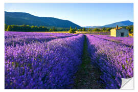 Autocolante decorativo Lavender field with hut