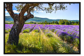 Gerahmter Kunstdruck Blick aufs Lavendelfeld