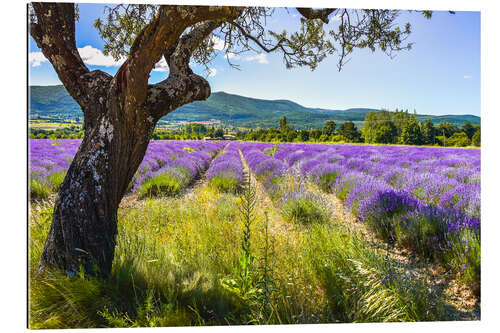 Gallery print View of the lavender field