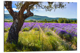 Magnettafel Blick aufs Lavendelfeld