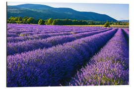 Cuadro de aluminio Lavanda en la Provenza