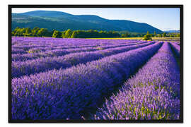 Gerahmter Kunstdruck Lavendeltraum der Provence