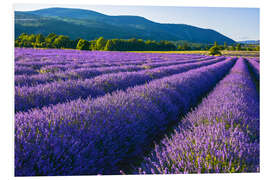 Foam board print Lavender dream of Provence