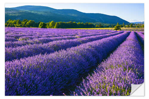 Adesivo murale Lavender dream of Provence