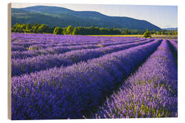 Wood print  Lavender dream of Provence - Jürgen Feuerer