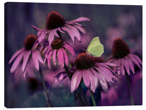 Canvas print Purple Ehinacea