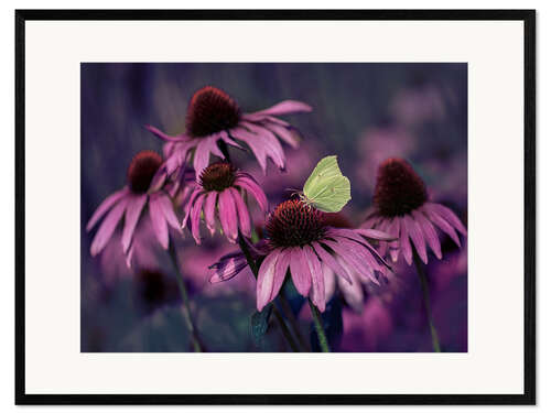 Innrammet kunsttrykk Purple Ehinacea