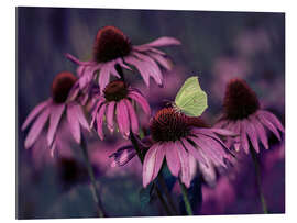 Gallery print Purple Ehinacea