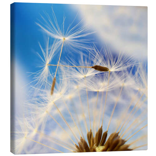 Canvas print Blowball blue