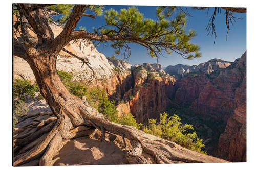 Aluminiumtavla Zion National Park, Utah, USA