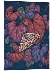 Magnettafel Nachtfalter