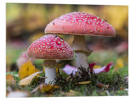 Foam board print Toadstools in autumn leaves