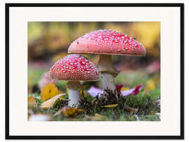 Gerahmter Kunstdruck Fliegenpilze im Herbstlaub