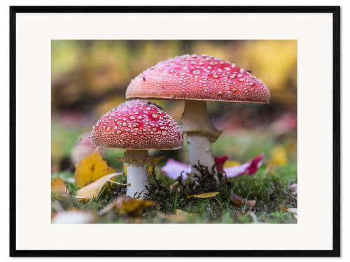 Kehystetty taidepainatus Toadstools in autumn leaves