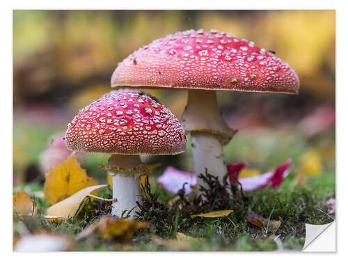 Vinilo para la pared Toadstools in autumn leaves