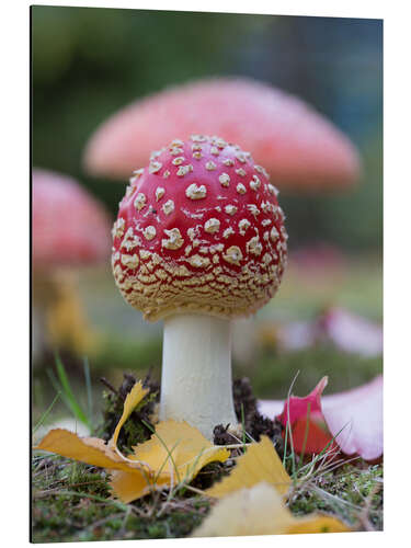 Stampa su alluminio Toadstool in autumn