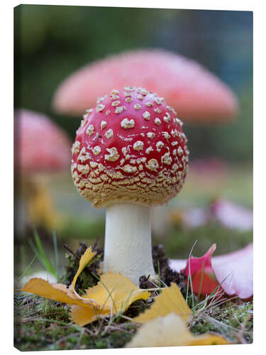 Lerretsbilde Toadstool in autumn