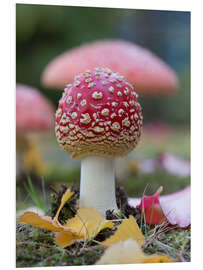 Foam board print Toadstool in autumn