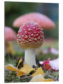 Gallery print Toadstool in autumn