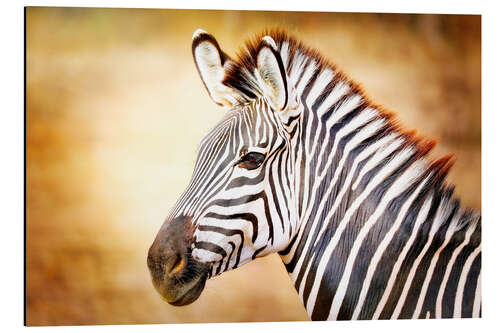 Aluminiumsbilde Zebra, Africa, Vintage-Design