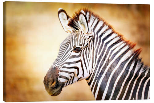 Canvas print Zebra, Africa, Vintage-Design