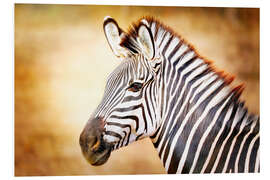 Foam board print Zebra, Africa, Vintage-Design