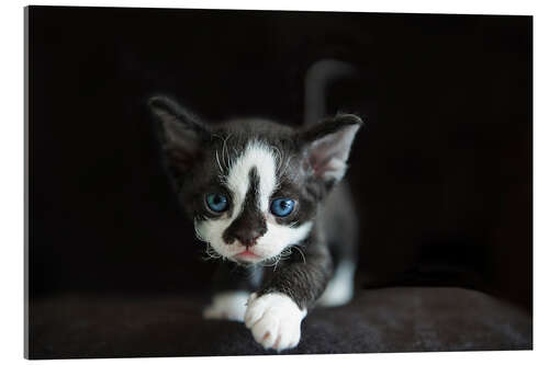 Acrylglasbild Devon Rex Kitten