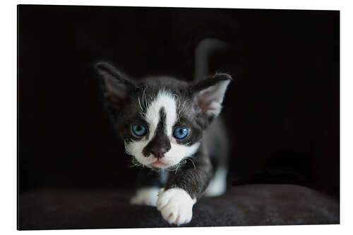 Aluminium print Devon Rex Kitten