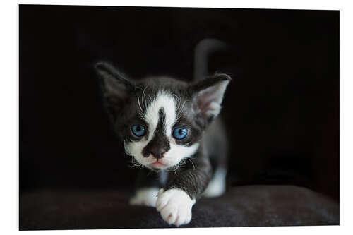 Tableau en PVC Chaton devon rex