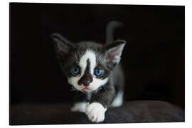 Magnettafel Devon Rex Kitten