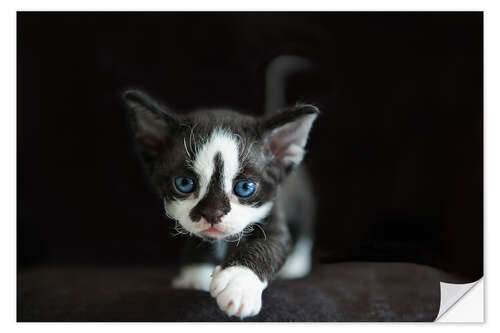 Naklejka na ścianę Devon Rex Kitten