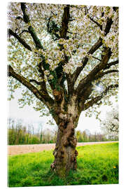 Acrylglasbild Blühender Baum auf dem Feld - Peter Wey
