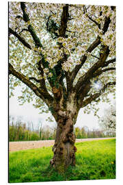 Alubild Blühender Baum auf dem Feld - Peter Wey