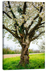 Leinwandbild Blühender Baum auf dem Feld - Peter Wey