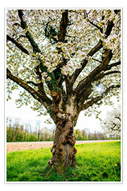 Poster Blossoming tree on the field