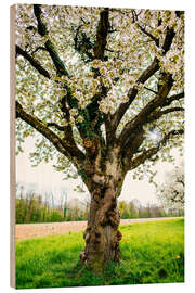 Holzbild Blühender Baum auf dem Feld - Peter Wey