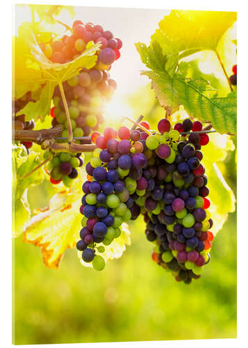 Acrylic print Bunch of black grapes on the vine