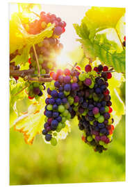 Foam board print Bunch of black grapes on the vine