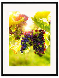 Gerahmter Kunstdruck Schwarze Weintrauben